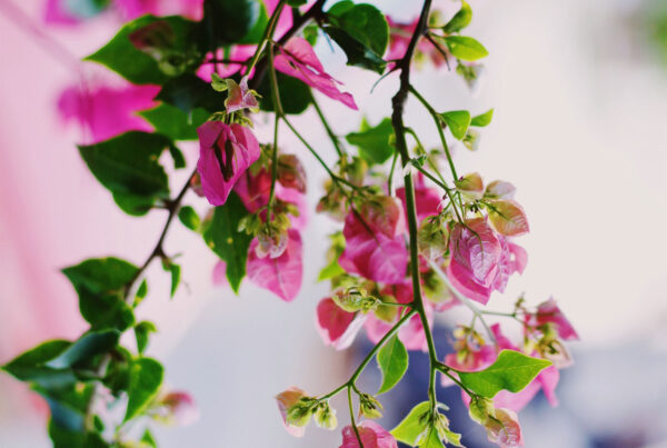 Wake up and smell the roses 1 doaa fadally DTrNO MiB0k unsplash